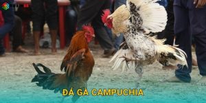 Hướng dẫn cách tham gia chơi